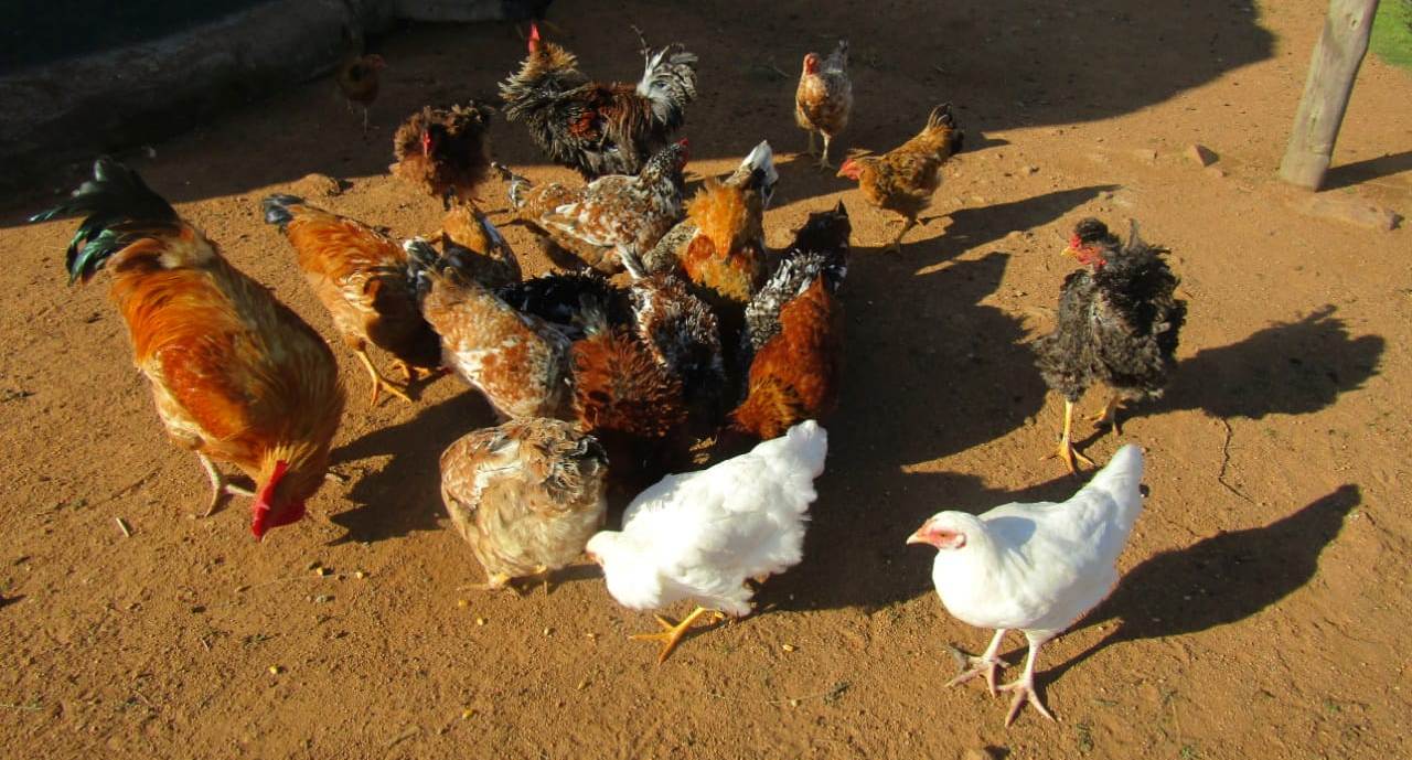 back yard free range chicken farming